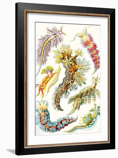 A Collection of Nudibranchia from 'Kunstformen Der Natur', 1899-Ernst Haeckel-Framed Giclee Print