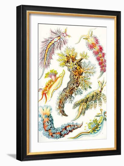 A Collection of Nudibranchia from 'Kunstformen Der Natur', 1899-Ernst Haeckel-Framed Giclee Print