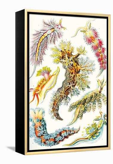 A Collection of Nudibranchia from 'Kunstformen Der Natur', 1899-Ernst Haeckel-Framed Premier Image Canvas