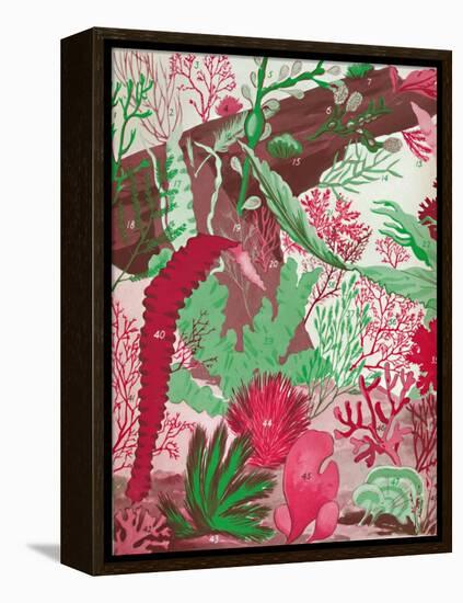 'A Collection of Over Fifty Species of Red, Green and Brown Seaweeds', 1935-Unknown-Framed Premier Image Canvas