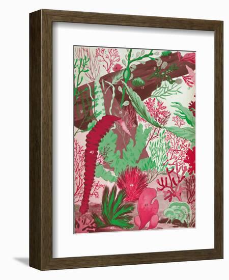 'A Collection of Over Fifty Species of Red, Green and Brown Seaweeds', 1935-Unknown-Framed Giclee Print