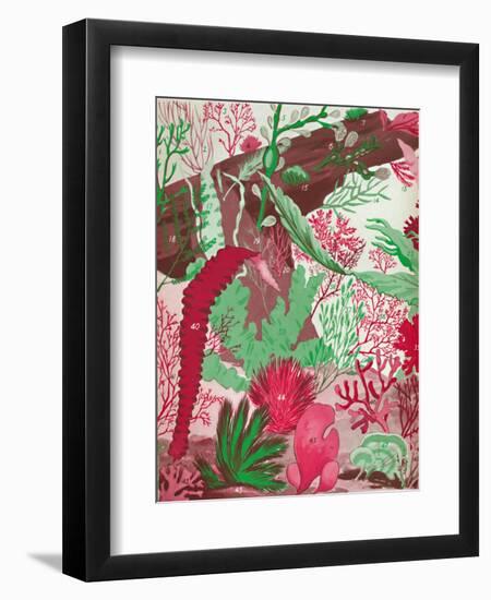 'A Collection of Over Fifty Species of Red, Green and Brown Seaweeds', 1935-Unknown-Framed Giclee Print