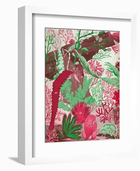 'A Collection of Over Fifty Species of Red, Green and Brown Seaweeds', 1935-Unknown-Framed Giclee Print