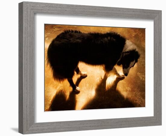 A Collie Dog Standing in the Evening Sunlight-Susan Bein-Framed Photographic Print