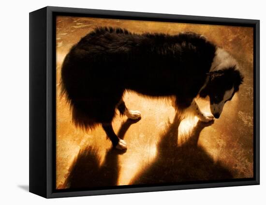 A Collie Dog Standing in the Evening Sunlight-Susan Bein-Framed Premier Image Canvas