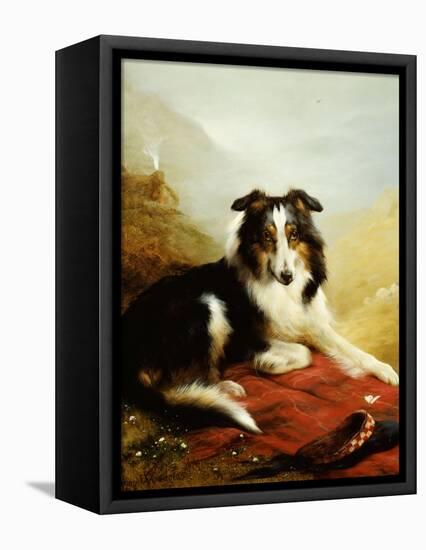 A Collie, the Guardian of the Flock, 1908-Edwin Douglas-Framed Premier Image Canvas