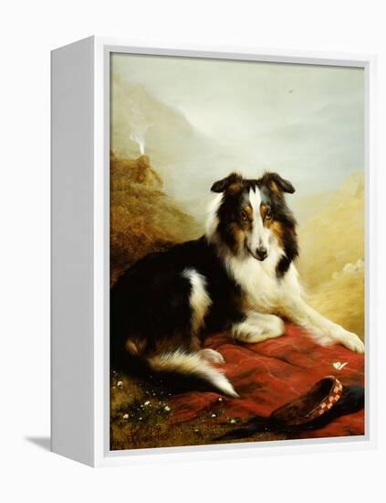 A Collie, the Guardian of the Flock, 1908-Edwin Douglas-Framed Premier Image Canvas