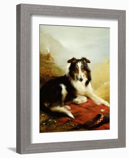 A Collie, the Guardian of the Flock, 1908-Edwin Douglas-Framed Giclee Print