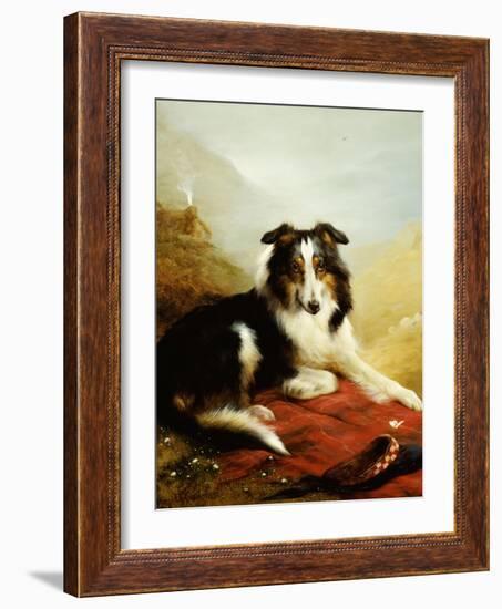 A Collie, the Guardian of the Flock, 1908-Edwin Douglas-Framed Giclee Print