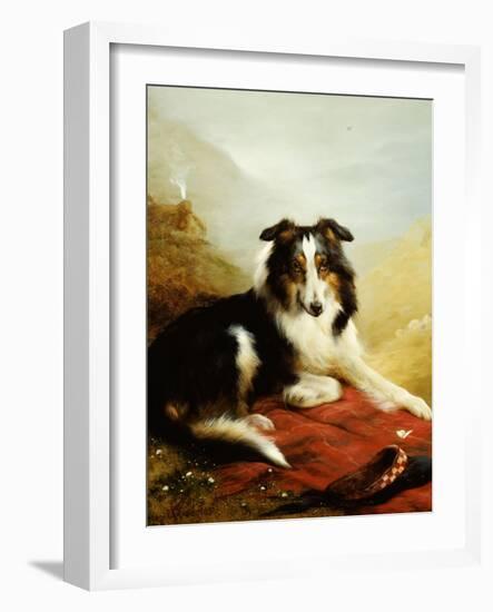 A Collie, the Guardian of the Flock, 1908-Edwin Douglas-Framed Giclee Print