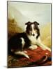 A Collie, the Guardian of the Flock, 1908-Edwin Douglas-Mounted Giclee Print