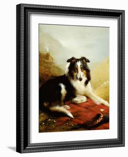 A Collie, the Guardian of the Flock, 1908-Edwin Douglas-Framed Giclee Print