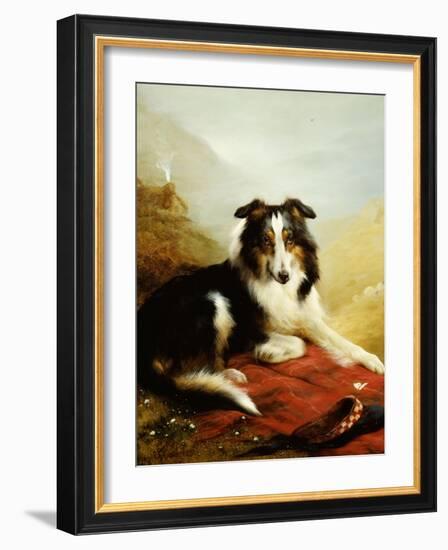 A Collie, the Guardian of the Flock, 1908-Edwin Douglas-Framed Giclee Print