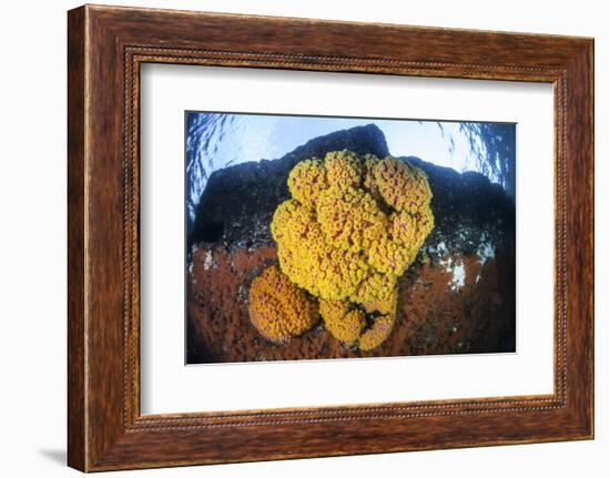 A Colony of Bright Cup Corals in Raja Ampat, Indonesia-Stocktrek Images-Framed Photographic Print