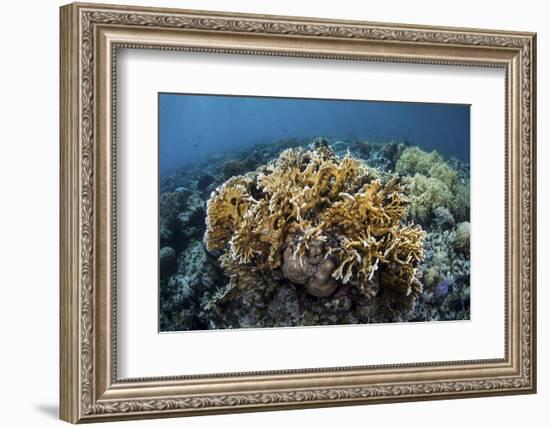 A Colony of Fire Coral Grows Near Alor, Indonesia-Stocktrek Images-Framed Photographic Print