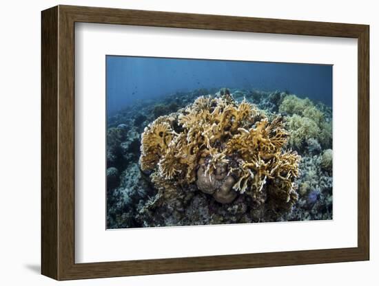 A Colony of Fire Coral Grows Near Alor, Indonesia-Stocktrek Images-Framed Photographic Print