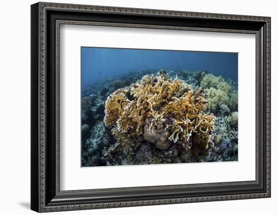 A Colony of Fire Coral Grows Near Alor, Indonesia-Stocktrek Images-Framed Photographic Print