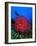 A Colony of Scarlet Red Soft Quirt Corals-Andrea Ferrari-Framed Photographic Print