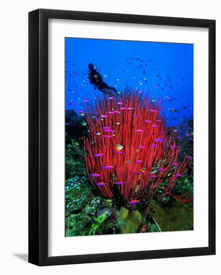 A Colony of Scarlet Red Soft Quirt Corals-Andrea Ferrari-Framed Photographic Print