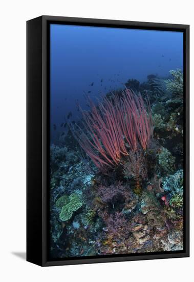 A Colony of Sea Whips Grows on a Coral Reef in Indonesia-Stocktrek Images-Framed Premier Image Canvas