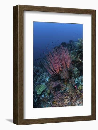 A Colony of Sea Whips Grows on a Coral Reef in Indonesia-Stocktrek Images-Framed Photographic Print