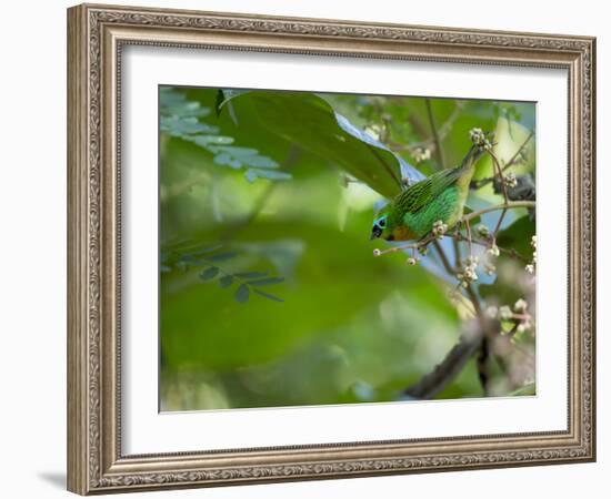 A Colorful Brassy Breasted Tanager, Tangara Desmaresti, in a Tropical Atlantic Rainforest-Alex Saberi-Framed Photographic Print