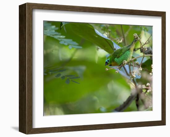 A Colorful Brassy Breasted Tanager, Tangara Desmaresti, in a Tropical Atlantic Rainforest-Alex Saberi-Framed Photographic Print