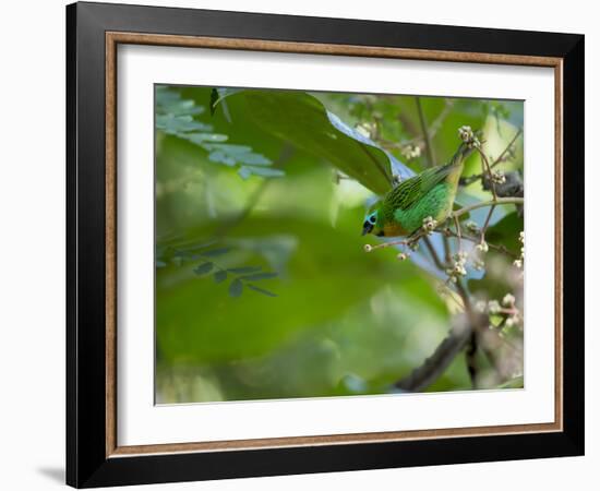 A Colorful Brassy Breasted Tanager, Tangara Desmaresti, in a Tropical Atlantic Rainforest-Alex Saberi-Framed Photographic Print