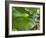 A Colorful Brassy Breasted Tanager, Tangara Desmaresti, in a Tropical Atlantic Rainforest-Alex Saberi-Framed Photographic Print