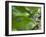 A Colorful Brassy Breasted Tanager, Tangara Desmaresti, in a Tropical Atlantic Rainforest-Alex Saberi-Framed Photographic Print