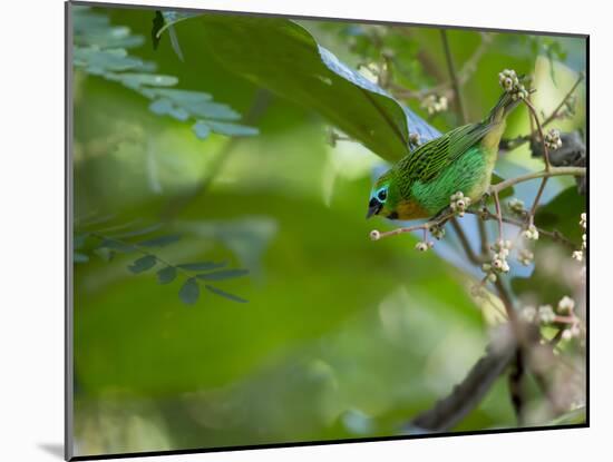 A Colorful Brassy Breasted Tanager, Tangara Desmaresti, in a Tropical Atlantic Rainforest-Alex Saberi-Mounted Photographic Print