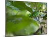 A Colorful Brassy Breasted Tanager, Tangara Desmaresti, in a Tropical Atlantic Rainforest-Alex Saberi-Mounted Photographic Print