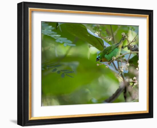 A Colorful Brassy Breasted Tanager, Tangara Desmaresti, in a Tropical Atlantic Rainforest-Alex Saberi-Framed Photographic Print