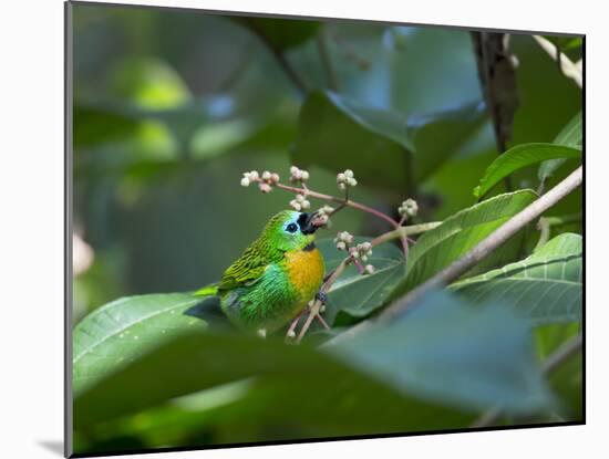 A Colorful Brassy-Breasted Tanager, Tangara Desmaresti, Sits on a Branch-Alex Saberi-Mounted Photographic Print