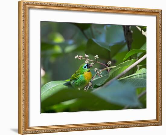 A Colorful Brassy-Breasted Tanager, Tangara Desmaresti, Sits on a Branch-Alex Saberi-Framed Photographic Print