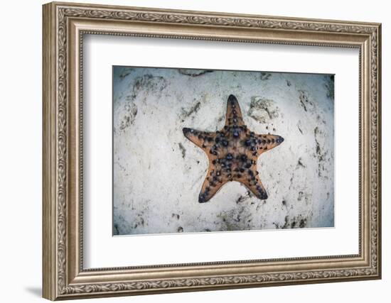 A Colorful Chocolate Chip Sea Star on the Seafloor of Indonesia-Stocktrek Images-Framed Photographic Print