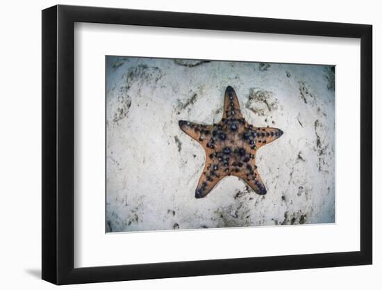 A Colorful Chocolate Chip Sea Star on the Seafloor of Indonesia-Stocktrek Images-Framed Photographic Print