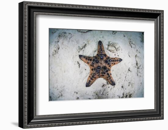 A Colorful Chocolate Chip Sea Star on the Seafloor of Indonesia-Stocktrek Images-Framed Photographic Print