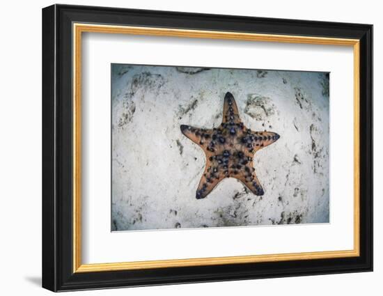 A Colorful Chocolate Chip Sea Star on the Seafloor of Indonesia-Stocktrek Images-Framed Photographic Print