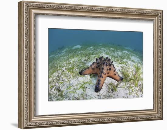 A Colorful Chocolate Chip Sea Star on the Seafloor of Indonesia-Stocktrek Images-Framed Photographic Print