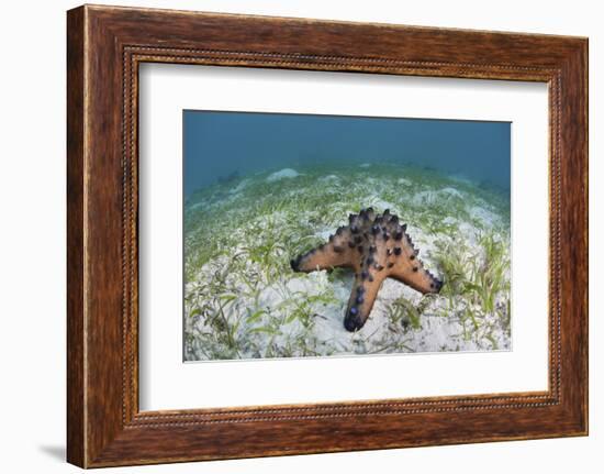 A Colorful Chocolate Chip Sea Star on the Seafloor of Indonesia-Stocktrek Images-Framed Photographic Print