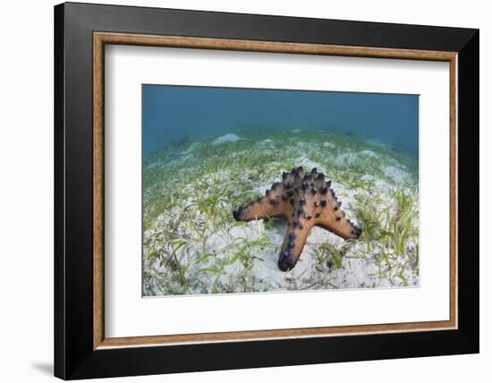 A Colorful Chocolate Chip Sea Star on the Seafloor of Indonesia-Stocktrek Images-Framed Photographic Print