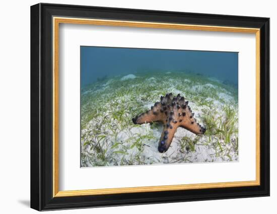 A Colorful Chocolate Chip Sea Star on the Seafloor of Indonesia-Stocktrek Images-Framed Photographic Print