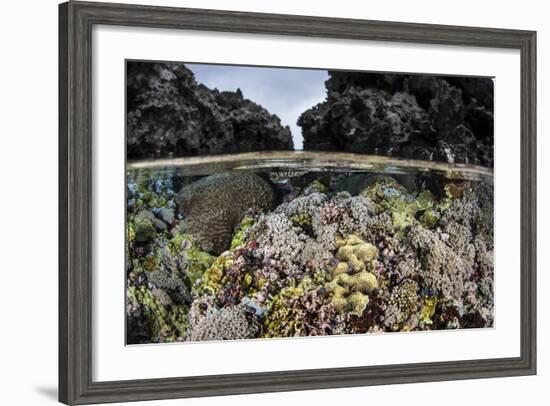 A Colorful Coral Reef Grows in Shallow Water in the Solomon Islands-Stocktrek Images-Framed Photographic Print