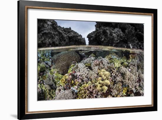A Colorful Coral Reef Grows in Shallow Water in the Solomon Islands-Stocktrek Images-Framed Photographic Print