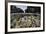 A Colorful Coral Reef Grows in Shallow Water in the Solomon Islands-Stocktrek Images-Framed Photographic Print