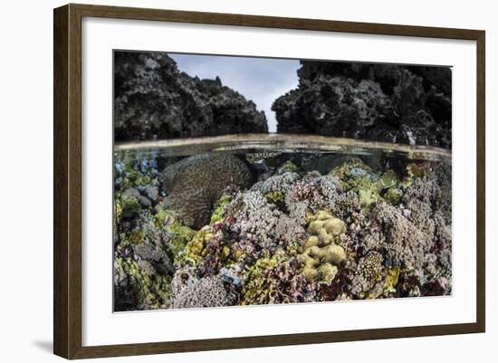 A Colorful Coral Reef Grows in Shallow Water in the Solomon Islands-Stocktrek Images-Framed Photographic Print