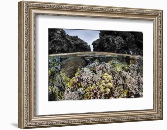 A Colorful Coral Reef Grows in Shallow Water in the Solomon Islands-Stocktrek Images-Framed Photographic Print