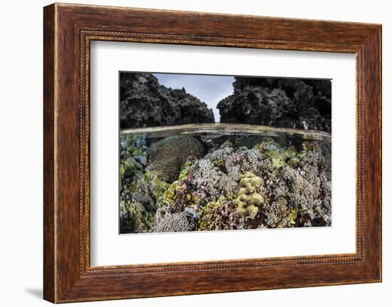 A Colorful Coral Reef Grows in Shallow Water in the Solomon Islands-Stocktrek Images-Framed Photographic Print