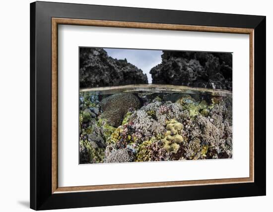 A Colorful Coral Reef Grows in Shallow Water in the Solomon Islands-Stocktrek Images-Framed Photographic Print